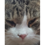 KittensSquad