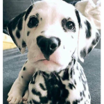 Cat dog beans
