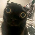 RObadri