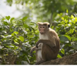 Mmmm monkey