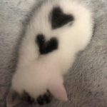 Baie’s closet of kittens