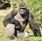 Ape_united