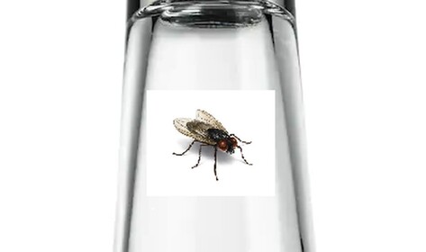 fly town