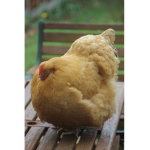 The big fat Chicken
