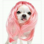 Hot Chihuahua