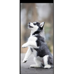 Teen dog