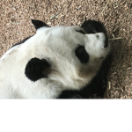 Panda squad from Anthony