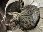 Happy cat 猫3匹