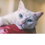 KITTEN CAT CAT