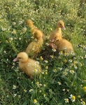~Lucky Duckies ~