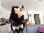 Dogarebestgroups