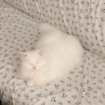 Le Mochi Familia