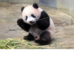 The great pandas!!!!!!!!!