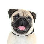 Dog fans with cute shirts