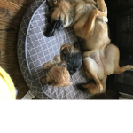 Yellow dogs