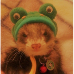 cool ferrets