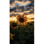 Kinley’s sunflowers