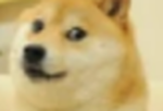 Sebbylulu's Epic Doge Studios