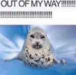 Angelxsushi