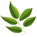 The School Of Leaf Berry