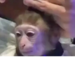 Monkey funny group