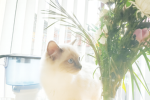 Roblox_and loves kittens