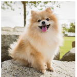 Pomeranian group!!!!!!!!!!!!!!!!