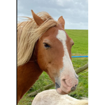 # trouble animals
