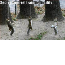 Squirrel And Doge hangout