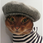 chat portant des vêtements