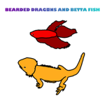 BEARDED DRAGONS AND BETTA FISH