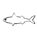 Antifish