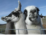 thick llama's