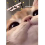 Cat Group 067