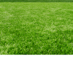 gang de la grass