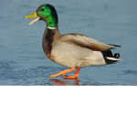 DA DUCK SQUAD!