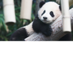 BigDanPanda