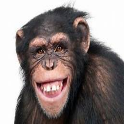 Silly Monkey Roblox decal