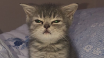 Mr_Mushy's Community