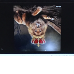 #THE_LIONS