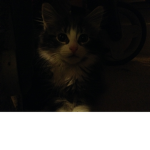 Kittens and cats Fan group!
