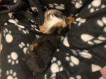 Guinea pig fun group