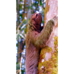 ULTIMATE SLOTH GROUP