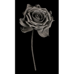 Dielolllen