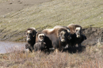 Oxherd Anonymous