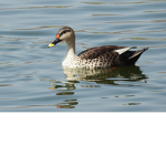 ME DUCK