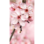 Blossoms Home!