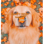 Fluffy teady bear hugs