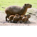 BTJPrePro/Capybara Gang group