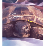 •*_official turtle tribe_*•